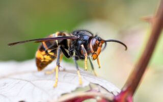 Lire l\article : Frelons asiatique : c’est l’heure d’agir